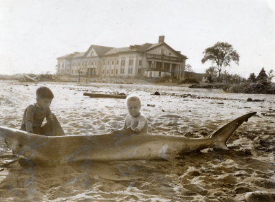 Shark on Annadale Beach