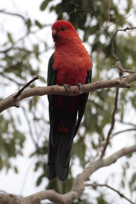 Australian King Parrot (Alisterus scapularis)