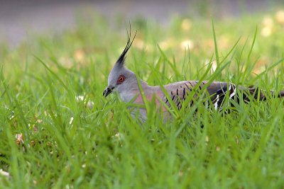 Crested Pigeon (Geophaps lophotes)
