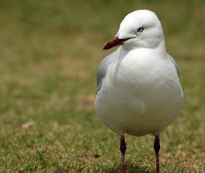 Silver Gull (Larus novaehollandie)