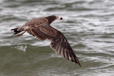 Pacific Gull (Larus pacificus)