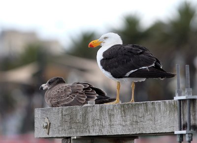 Pacific Gull (Larus pacificus)