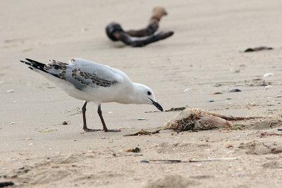 Silver Gull (Larus novaehollandie)