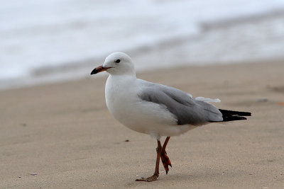 Silver Gull (Larus novaehollandie)