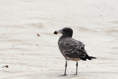 Pacific Gull (Larus pacificus)