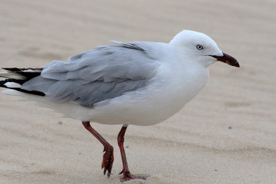 Silver Gull (Larus novaehollandie)