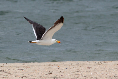 Pacific Gull (Larus pacificus)