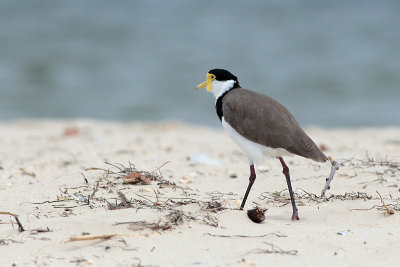 Masked Lapwing (Vanellus miles)