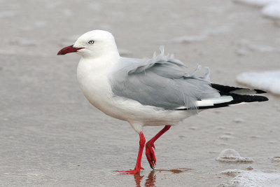Silver Gull (Larus novaehollandie)