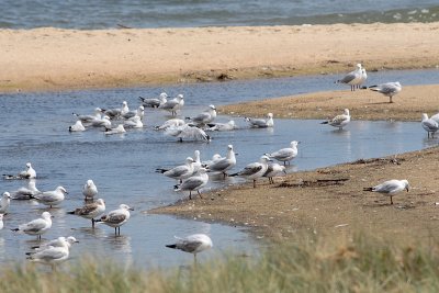 Silver Gull (Larus novaehollandie)