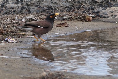 Common Mynah (Acridotheres tristis)