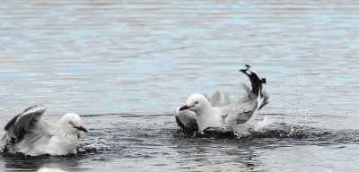 Silver Gull (Larus novaehollandie)