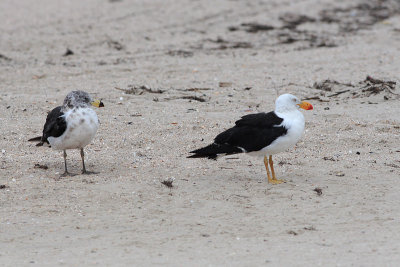 Pacific Gull (Larus pacificus)