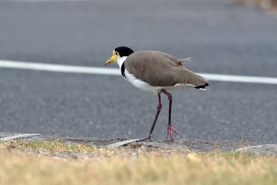 Masked Lapwing (Vanellus miles)