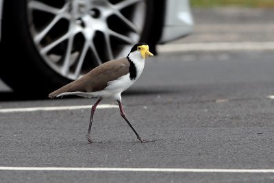 Masked Lapwing (Vanellus miles)