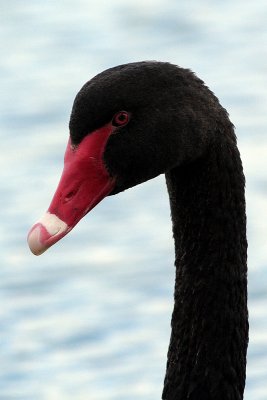 Black Swan (Cygnus atratus)
