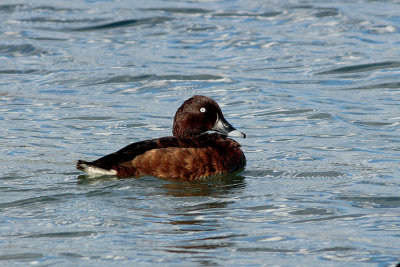 Hardhead (Aythia australis)