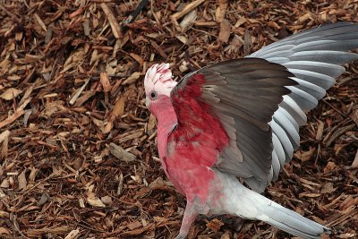 Galah (Cacatua roseicapilla)