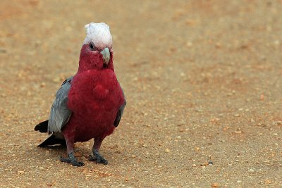 Galah (Cacatua roseicapilla)