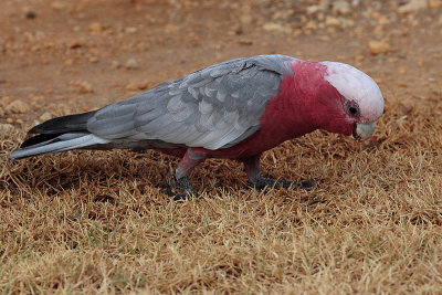 Galah (Cacatua roseicapilla)