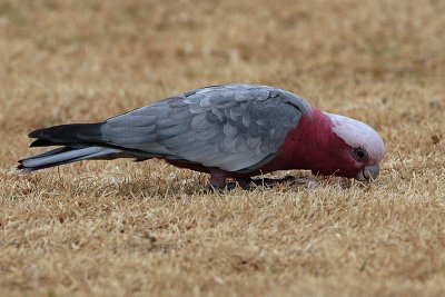 Galah (Cacatua roseicapilla)
