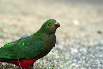 Australian King Parrot (Alisterus scapularis)