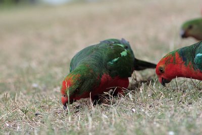 Australian King Parrot (Alisterus scapularis)