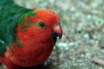 Australian King Parrot (Alisterus scapularis)
