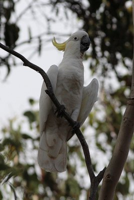 Sulphur-crested Cockatoo (Cacatua galerita)