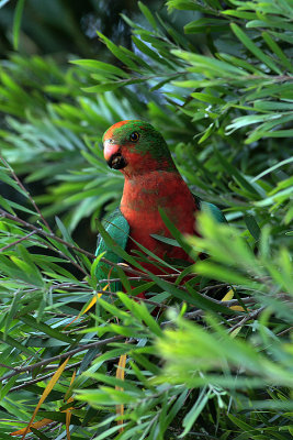 Australian King Parrot (Alisterus scapularis)