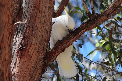 Sulphur-crested Cockatoo (Cacatua galerita)