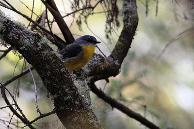 Eastern Yellow Robin (Eopsaltria australis)