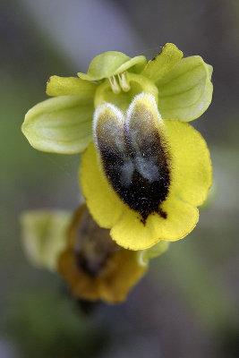 Ofride gialla (Ophrys lutea)
