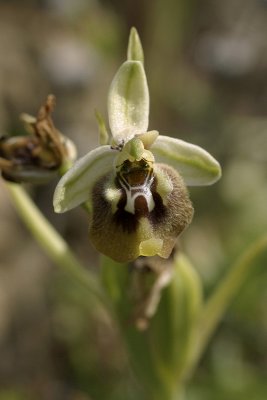 Ofride di Bianca (Ophrys discors)