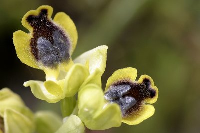 Ofride piccola gialla (Ophrys sicula)