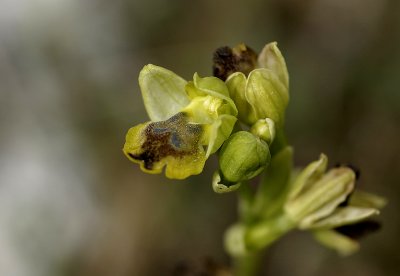 Ofride piccola gialla (Ophrys sicula)