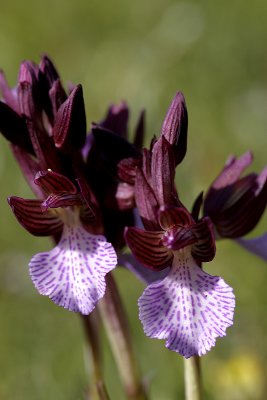 Orchide a farfalla (Orchis papilionacea)