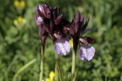 Orchide a farfalla (Orchis papilionacea)