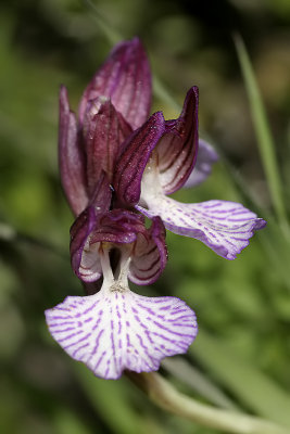 Orchide a farfalla (Orchis papilionacea)