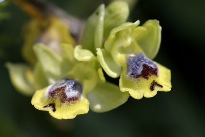 Ofride piccola gialla (Ophrys sicula)