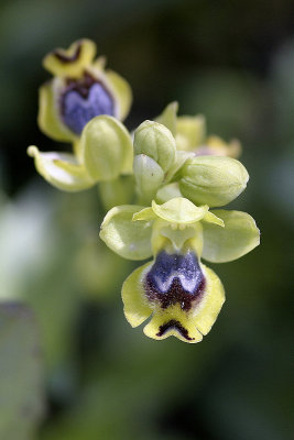 Ofride piccola gialla (Ophrys sicula)