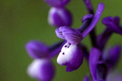 Orchide cornuta (Orchis longicornu)