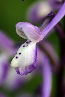 Orchide cornuta (Orchis longicornu)