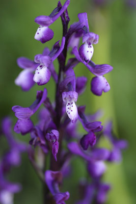Orchide cornuta (Orchis longicornu)