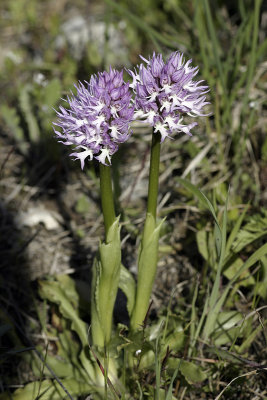 Orchide italiana (Orchis italica)