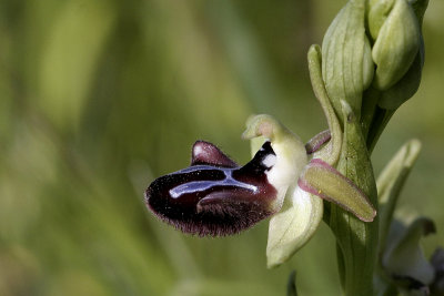 Ofride di piccola taglia (Ophrys incubacea)