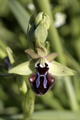 Ofride di piccola taglia (Ophrys incubacea)