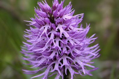 Orchide italiana (Orchis italica)