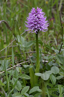 Orchide italiana (Orchis italica)