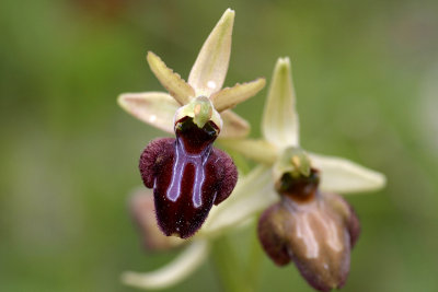 Ofride ragno elevata (Ophrys exaltata)?